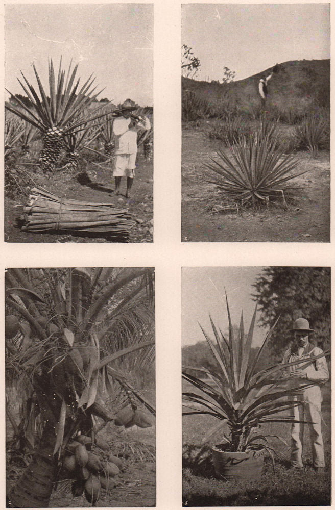 Fibre Plants: Sisal, Istle or Tampico & Mauritius Hemp. Coconut Plant 1903